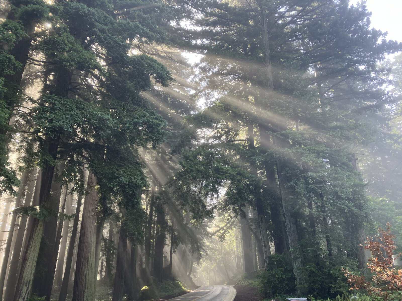 Sun beams through the redwoods