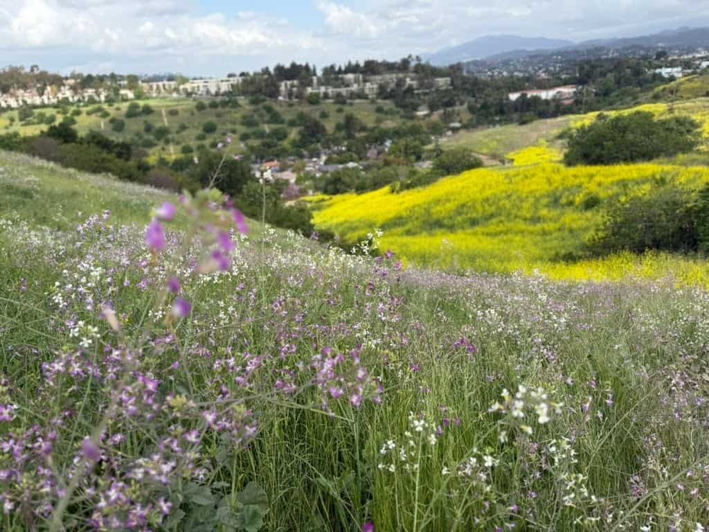 a field of yellow and purple wildflowers